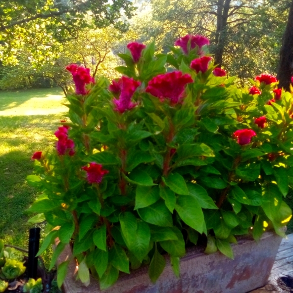 Other - Cockscomb seeds